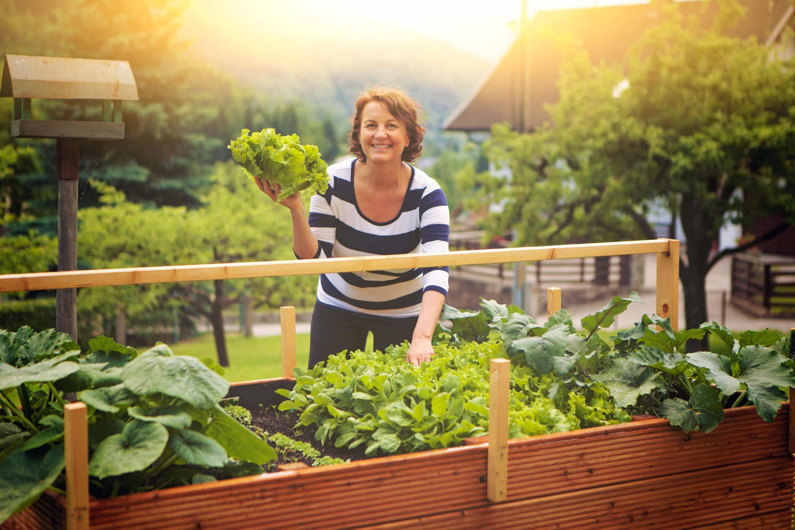 Frau erntet frischen Salat aus Hochbeet bei Sonnenuntergang im Garten